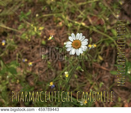 Chamomile Flowers Matricaria Recutita L. Pharmaceutical Camomile. Medicinal Plant Chamomile, Floweri
