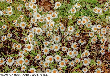 Chamomile Flowers Matricaria Recutita L. Pharmaceutical Camomile. Medicinal Plant Chamomile, Floweri