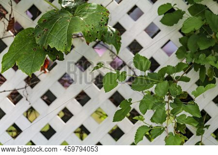 Grape Leafs Diseases. Angular Reddish Brown Spots With Shot-hole Centers On Grape Leaves Caused By A