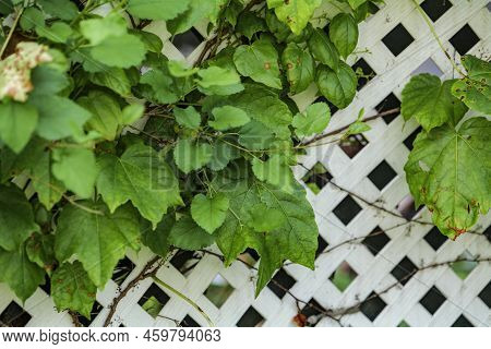 Grape Leafs Diseases. Angular Reddish Brown Spots With Shot-hole Centers On Grape Leaves Caused By A