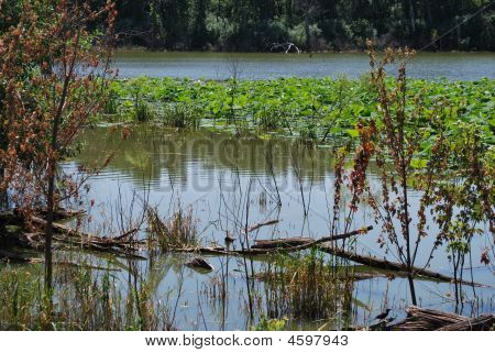 Водно-болотных угодий