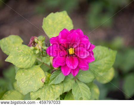 Red Dahlia Pinnata Summer In Garden. Dahlia Pinnata Is A Species In The Genus Dahlia, Family Asterac