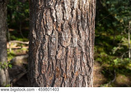 Taken In Pudacuo National Park, Shangri La City, Diqing Prefecture, Yunnan Province, The Trunk Under