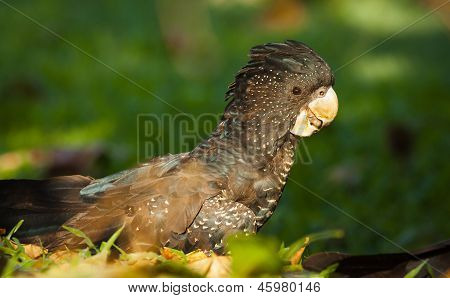 Female Red-tailed Cockatoo