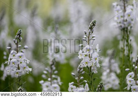 Gentian Speedwell (veronica Gentianoides) Flowers In Bloom