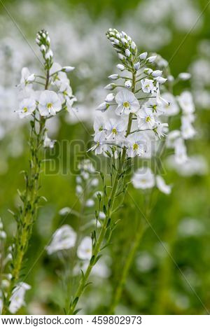 Gentian Speedwell (veronica Gentianoides) Flowers