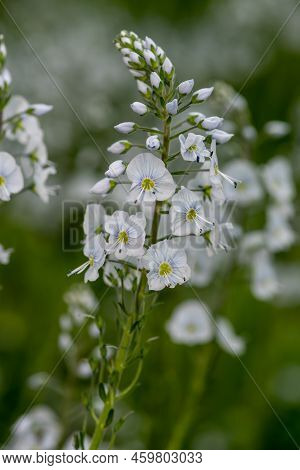 Gentian Speedwell (veronica Gentianoides) Flowers