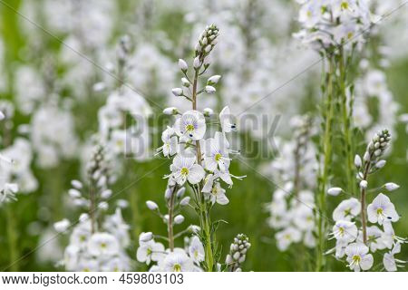 Gentian Speedwell (veronica Gentianoides) Flowers