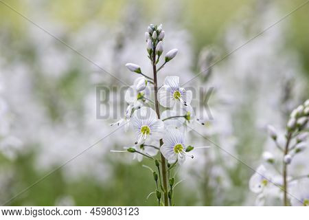 Gentian Speedwell (veronica Gentianoides) Flowers