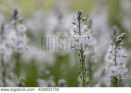 Gentian Speedwell (veronica Gentianoides) Flowers In Bloom