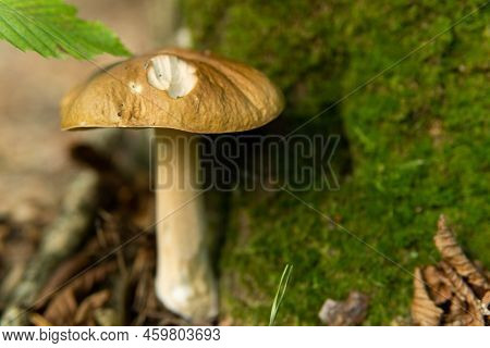 Boletus Edulis English: White Fungus, Penny Bun, Boletus Or King Boletus, Commonly Referred To As Po