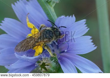 Closeup On A Female Furrow Bee, Halictus, Collection Yellow Pollen From A Blue Wild Cichory, Cichori
