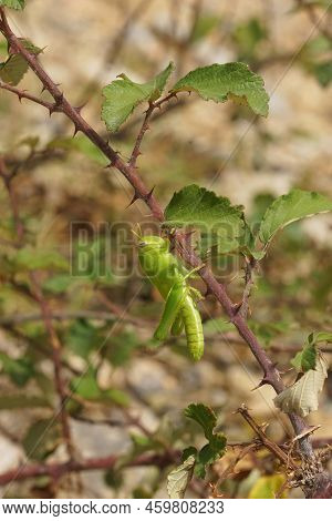 Closeup On A Brilliant Green Nymph Mediterranean Egyptian Bird Grasshopper, Anacridium Aegyptium Hid