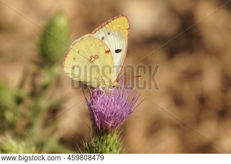 Closeup On A Mediterranean Berger's Clouded Yellow Butterfly , Colias Alfacariensis Siting On A Purp