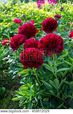 Red Peony Albiflora. Paeonia Officinalis Command Performance In The Garden