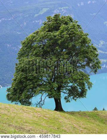 Old Sycamore Maple Tree Growing Above Lake Brienzersee.