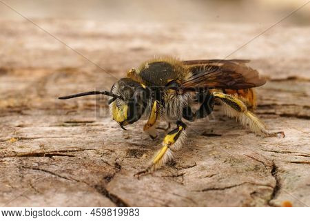 Detailed Closeup On A Colorful Male Yellow European Woodcarder Bee, Anthidium Manicatum