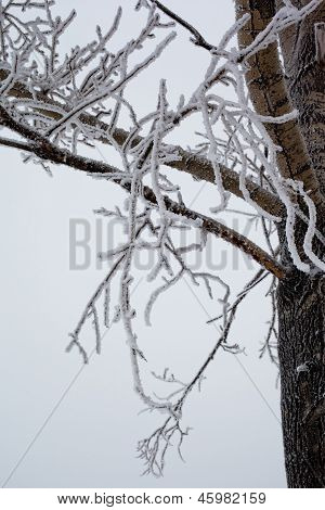 Weiße und schwarze Winter Baum