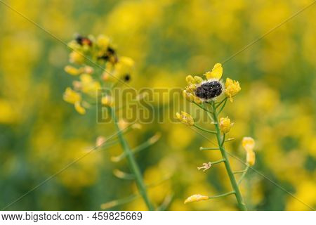 Tropinota Hirta Or Hairy Rose Beetle On Rapeseed Blooming Crops, Selective Focus