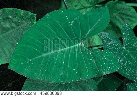 Alocasia Odora Foliage  Or Giant Upright Elephant Ear, Exotic Tropical Leaf.