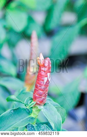 Costus Speciosus, Crape Ginger Or Malay Ginger Or Spiral Flag Or Costus Speciosus Cheilocostus , Cos