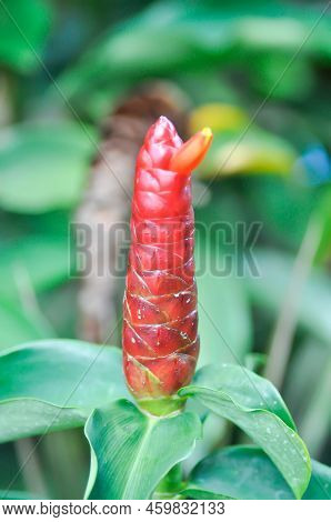 Costus Speciosus, Crape Ginger Or Malay Ginger Or Spiral Flag Or Costus Speciosus Cheilocostus , Cos