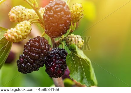 Mulberry Berries On The Branches. The Berries Of The Mulberry Tree. The Berries Look Like Scary Cate