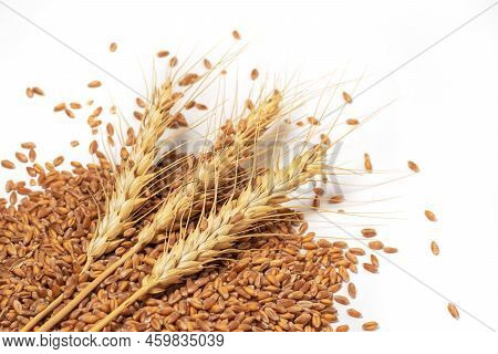 Grain And Ears Of Wheat Isolated On White Background. Top View.