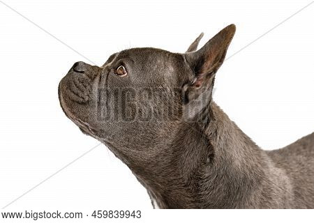 Healthy Brachycephalic Black French Bulldog Dog With Long Nose