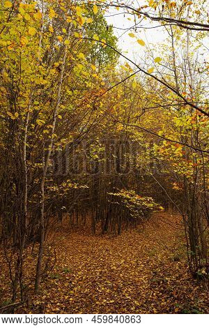 An Autumn Forest Between The Trees Is A Path Overgrown With Tall Trees With Bright, Colorful Autumn 