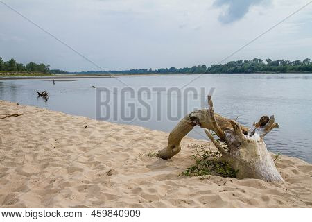 Fallen Tree Trunk At A Bank Of The River Vistula (wisla), Poland