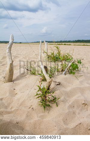 Pieces Of Tree Trunk Sticking Out Of Sand At A Bank Of The River Vistula (wisla), Poland