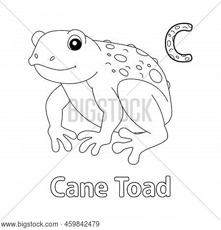 This Abc Vector Image Shows A Cane Toad Coloring Page. It Is Isolated On A White Background. Perfect