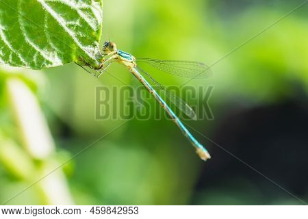 Emerald Damselfly Or Common Spreadwing (lestes Sponsa)