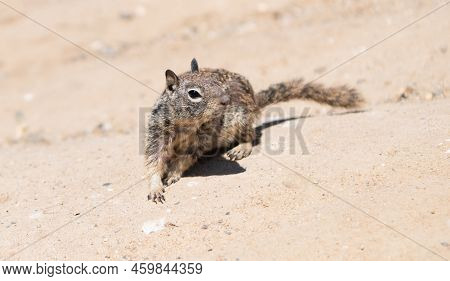 Fluffy Ground Squirrel Rodent Marmotini Animal In Natural Habitat