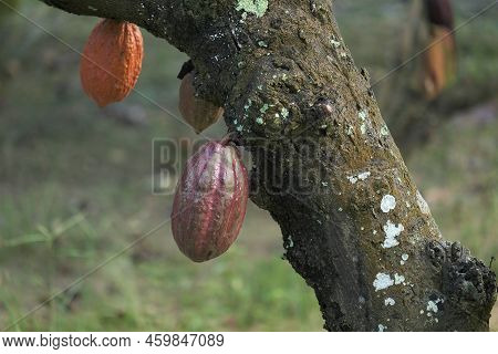 Cocoa Pods Or Cocoa Fruits On Cocoa Farm