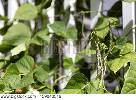 Select Focus On Green Rattlesnake Pole Beans Hanging From Stalk In Home Garden