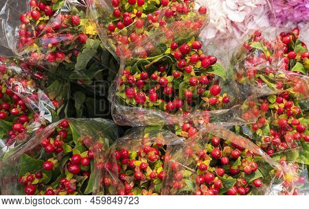 Hypericum X Inodorum Plant In The Flower Sales Square