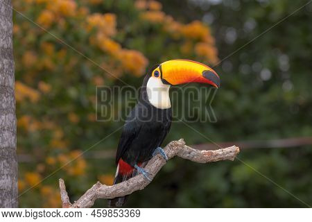 A Toco Toucan Perched On A Branch In The Pantanal, Matto Grosso Do Sul, Brazil.