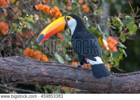 A Toco Toucan Perched On A Branch In The Pantanal, Matto Grosso Do Sul, Brazil.