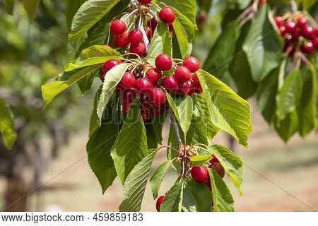 Cherries Hanging On A Cherry Tree Branch, Spil Mountain - Manisa