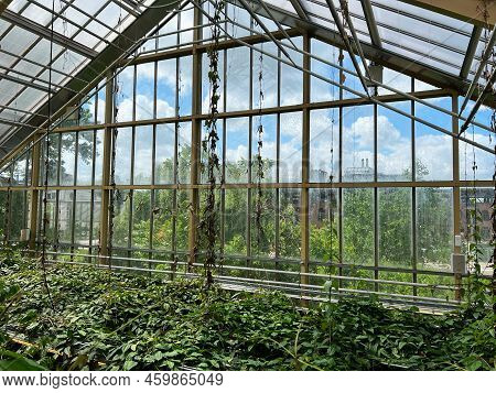 Different Beautiful Plants Growing In Greenhouse On Sunny Day