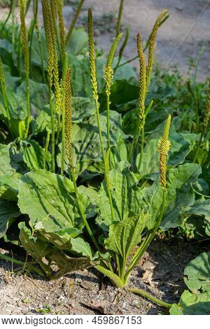 In Summer, Plantain Is Large, Plantago Major, Plantago Borysthenica, Grows In The Wild