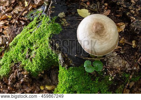 Volvariella Gloiocephala Is Alsno Known As Big Sheath Mushroom, Rose-gilled Grisette Or Stubble Rose