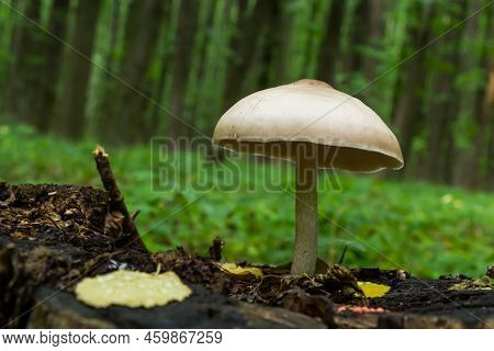 Volvariella Gloiocephala Is Alsno Known As Big Sheath Mushroom, Rose-gilled Grisette Or Stubble Rose