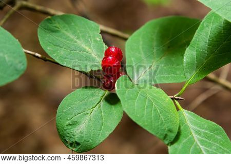 Festive Holiday Honeysuckle Branch With Red Berries Lonicera Xylosteum