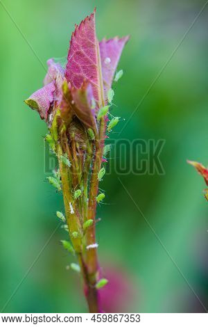 Aphid On A Rose, A Parasite On A Young Shoot Of A Rose