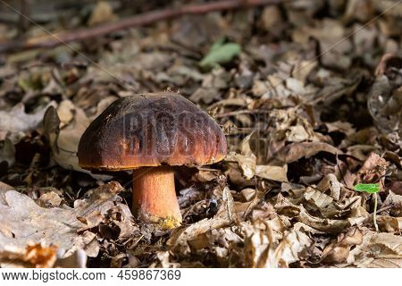 Boletus Erythopus Or Neoboletus Luridiformis Mushroom In The Forest Growing On Green Grass And Wet G