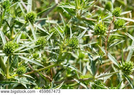 Field Eryngo Or Eryngium Campestre. Cardo Corredor. Plant Member Of The Apiaceae Family.