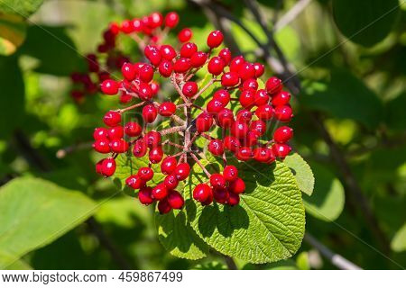 The Fruit Viburnum Lantana. Is An Green At First, Turning Red, Then Finally Black, Wayfarer Or Wayfa